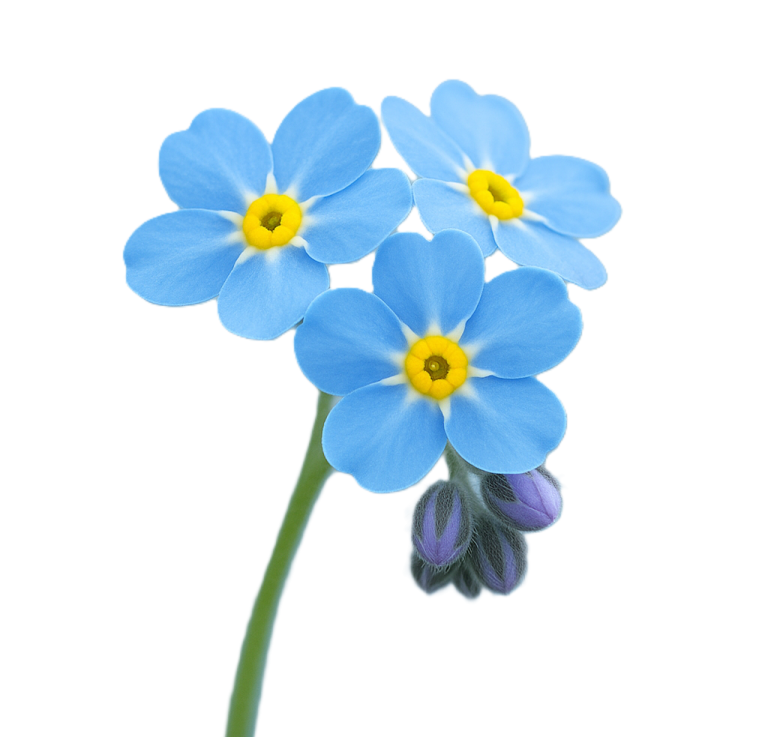 Forget me Not Flower